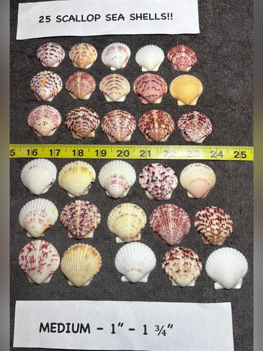 25 Sanibel Island Scallop Shells! Medium Sz Assorted Collection in multi colors.